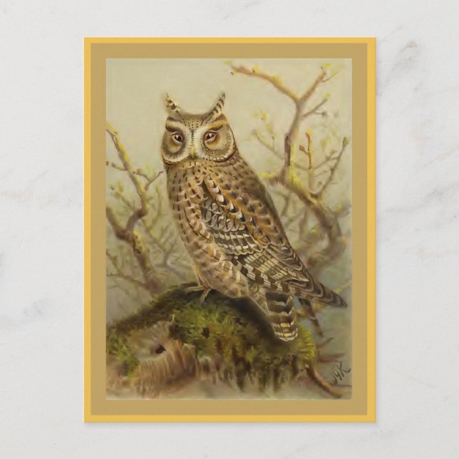 Scops Owl Vintage Bird Illustration Postcard (Front)