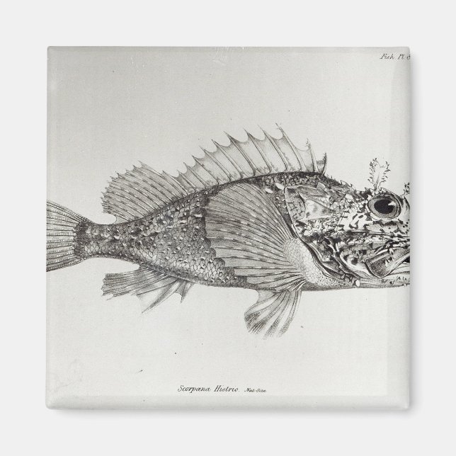 Scorpion Fish Magnet (Front)