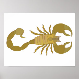 Scorpion Poster