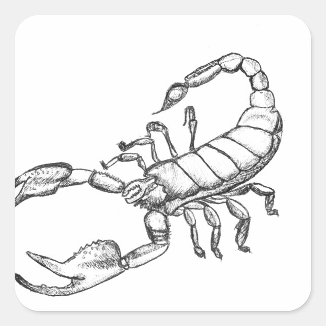 Scorpion Square Sticker (Front)