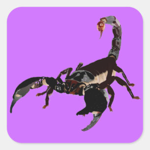 scorpion sticker
