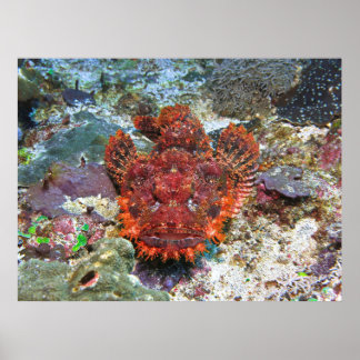 Scorpionfish Face Off Poster