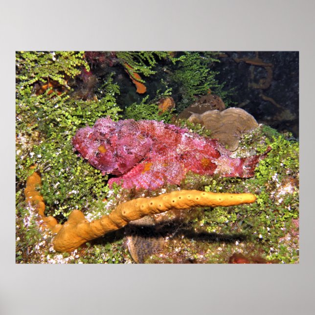 Scorpionfish Hiding Poster (Front)