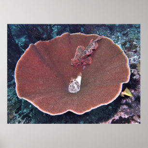 Scorpionfish in a Bowl Poster