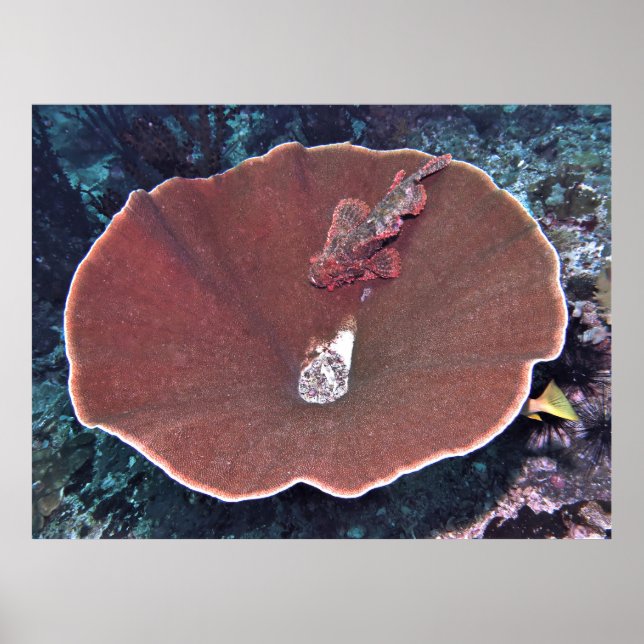 Scorpionfish in a Bowl Poster (Front)