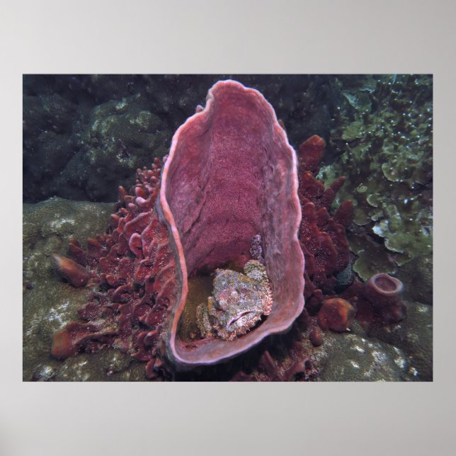 Scorpionfish in a Sponge Poster (Front)