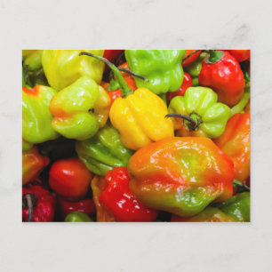 Scotch Bonnet Chilli Peppers Postcard