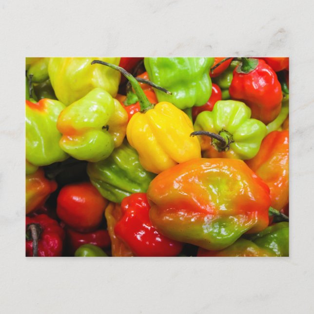 Scotch Bonnet Chilli Peppers Postcard (Front)