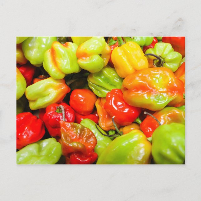 Scotch Bonnet Chilli Peppers Postcard (Front)