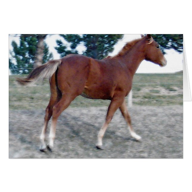 Scotch Boy (Front Horizontal)