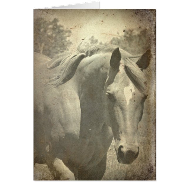 Scotch Faux Vintage (Front)