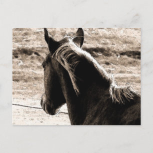 Scotch in Brown Tones Postcard