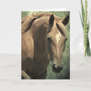 Scotch The Horse, Birthday Card