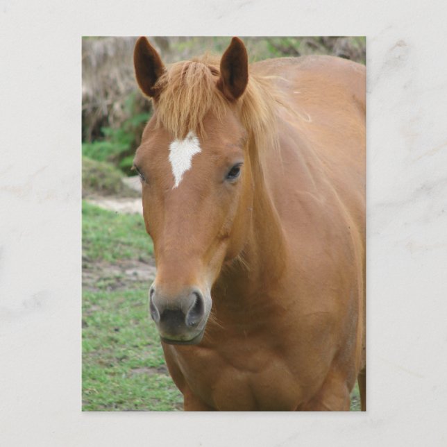 Scotch the Horse Postcard (Front)