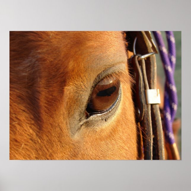 Scotch's Eye Poster (Front)