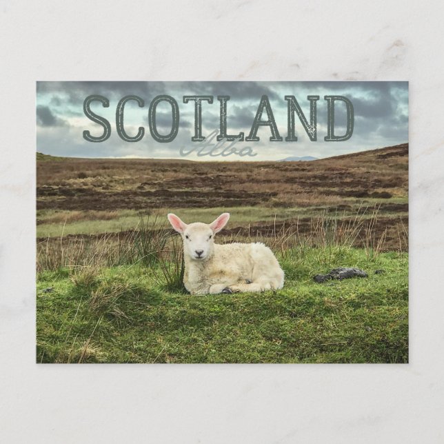 Scotland Highlands Sheep Scenic Travel Postcard (Front)