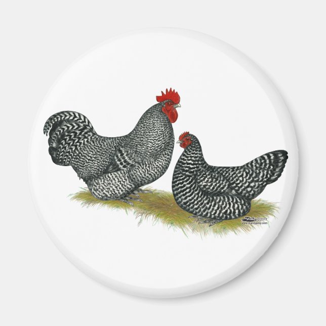 Scots Dumpy Chickens Magnet (Front)