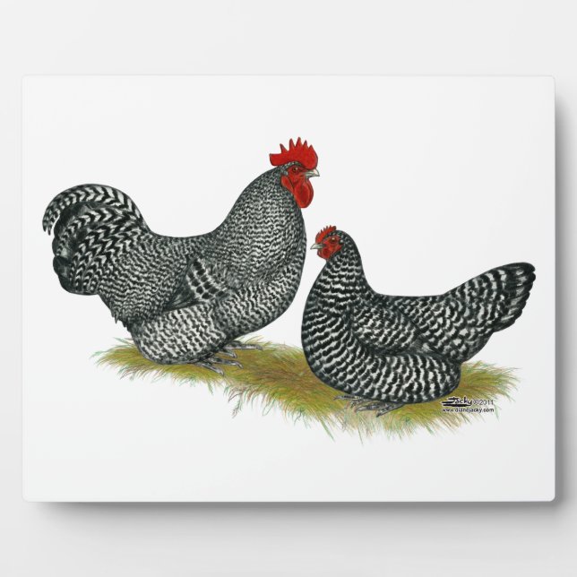 Scots Dumpy Chickens Plaque (Front)