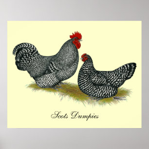 Scots Dumpy Chickens Poster