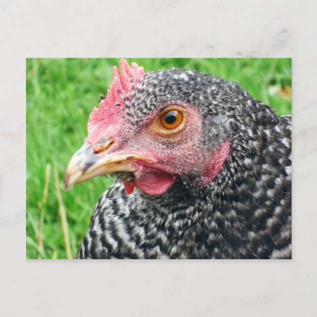 Scots Grey Hen - Poultry Postcard (Front)