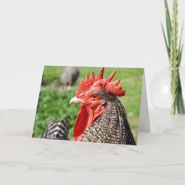 Scots Grey Rooster | Blank Card (Front)