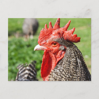 Scots Grey Rooster | Chicken Postcard