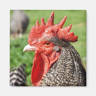 Scots Grey Rooster Photography Magnet