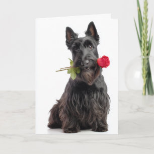 Scottie Valentine Card