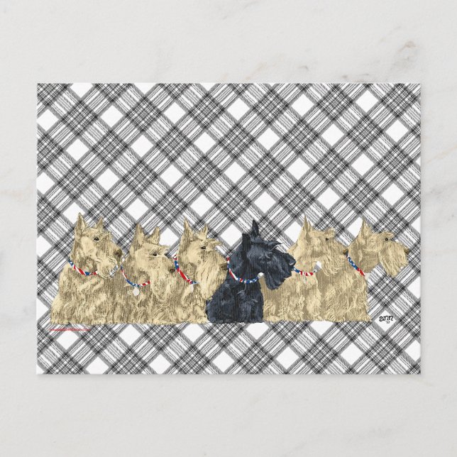 Scotties All in a Row Postcard (Front)