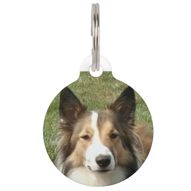 Scottish Collie Dog. Pet Tag (Front)