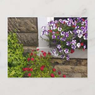 Scottish cottage window with petunias and roses postcard