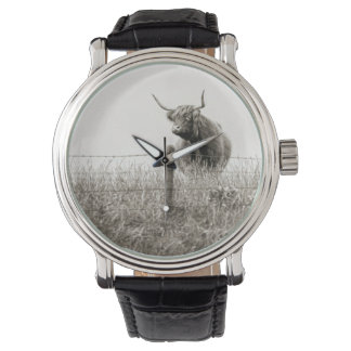 Scottish cow photograph watch