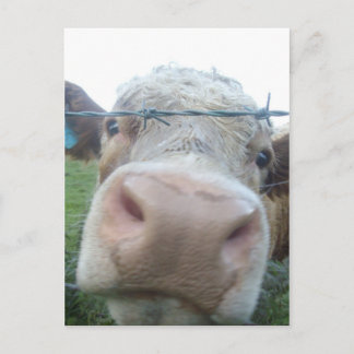 Scottish cow postcard
