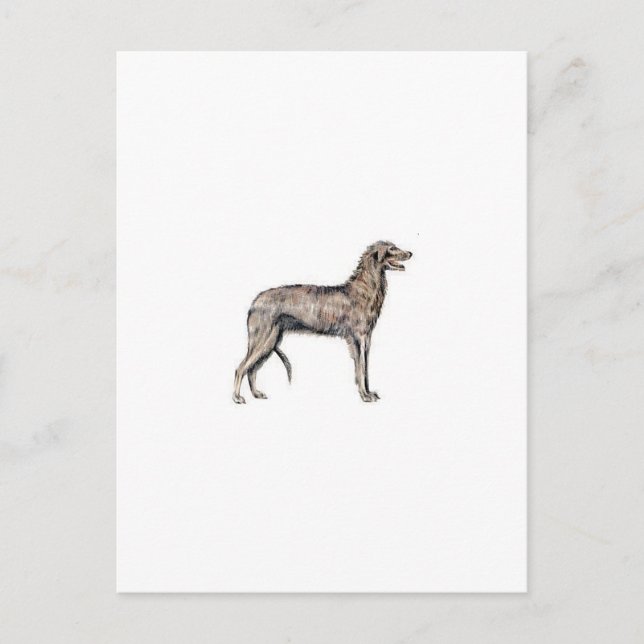 Scottish Deerhound Postcard (Front)