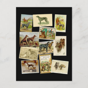Scottish deerhound : vintage postcard