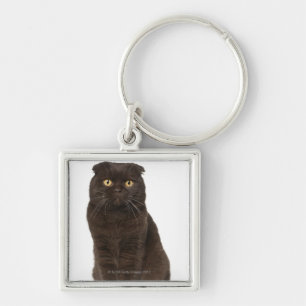 Scottish Fold (18 months old) sitting Key Ring