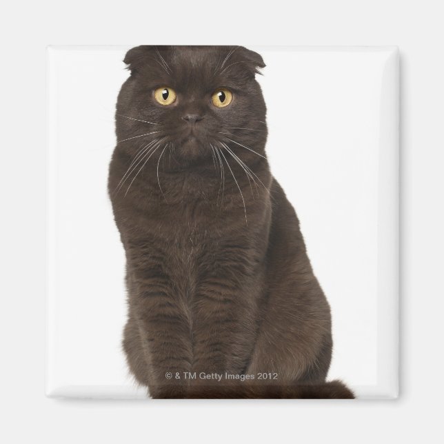 Scottish Fold (18 months old) sitting Magnet (Front)