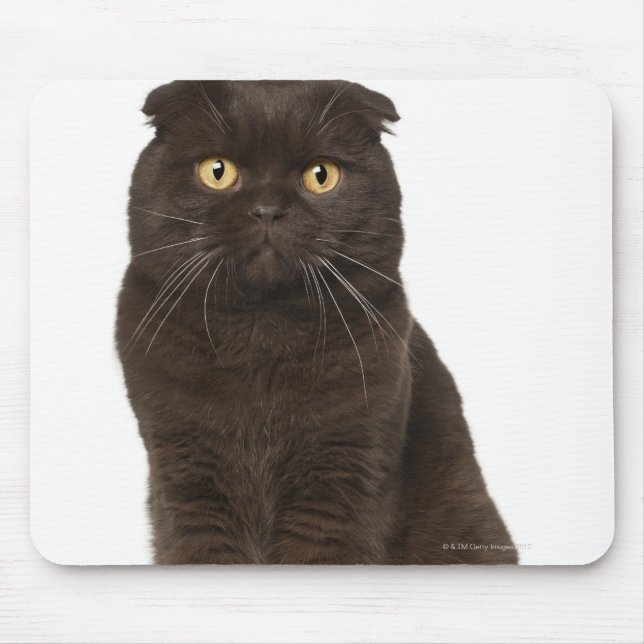 Scottish Fold (18 months old) sitting Mouse Pad (Front)