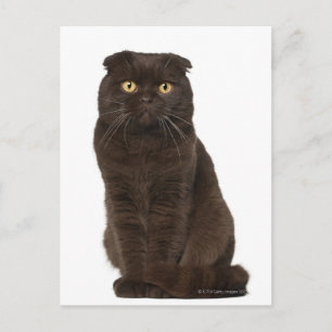 Scottish Fold (18 months old) sitting Postcard