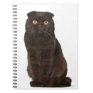 Scottish Fold (18 months old) sitting Spiral Notebook