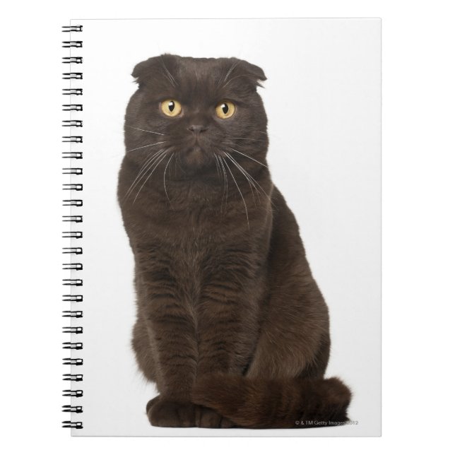 Scottish Fold (18 months old) sitting Spiral Notebook (Front)