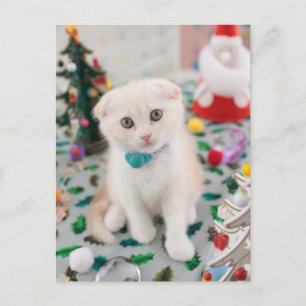 Scottish Fold At Christmas Holiday Postcard