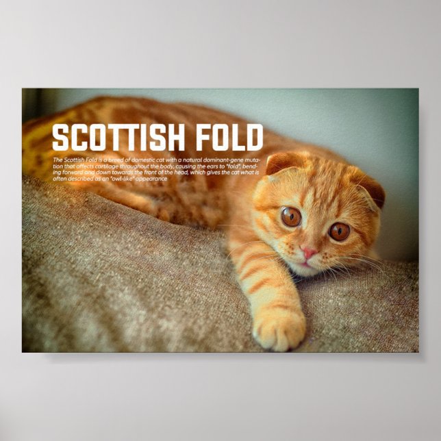 Scottish Fold Cat Breed Poster (Front)