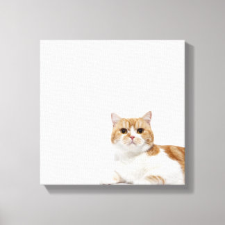 Scottish Fold Cat Canvas Print