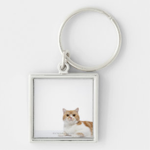 Scottish Fold Cat Key Ring