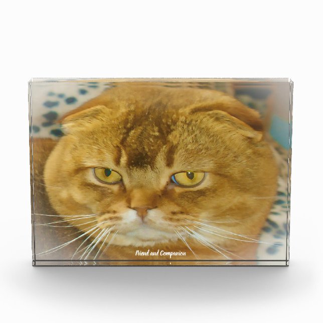 Scottish Fold Cat Photo Block (Front)