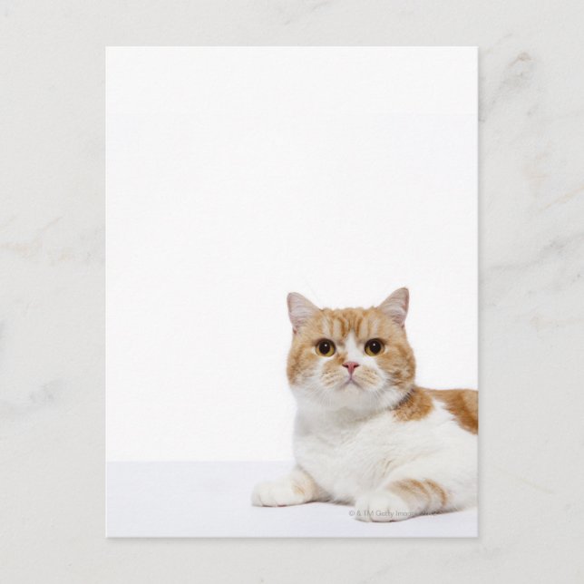 Scottish Fold Cat Postcard (Front)