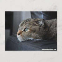 Scottish fold cat: thinking of you
