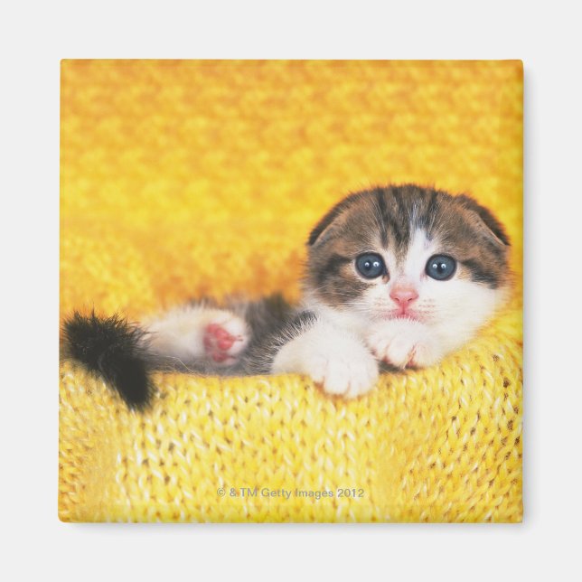 Scottish Fold; is a breed of cat with a natural Magnet (Front)