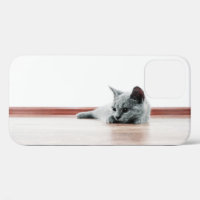 Scottish Fold Kitten Cat Super Cute